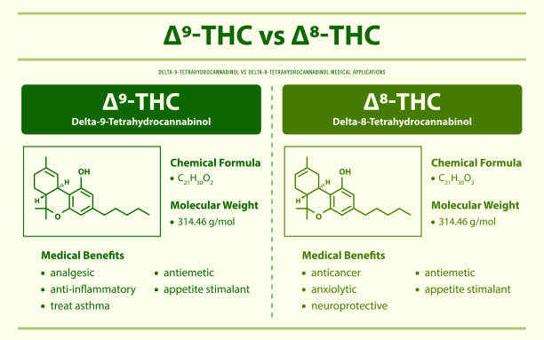 9-THC vs 8-THC, Delta 9 Tetrahydrocannabinol vs Delta 8 Tetrahydrocannabinol horizontal infographic 9-THC vs 8-THC, Delta 9 Tetrahydrocannabinol vs Delta 8 Tetrahydrocannabinol horizontal infographic illustration about cannabis as herbal alternative medicine and chemical therapy, healthcare and medical science vector. thc stock illustrations