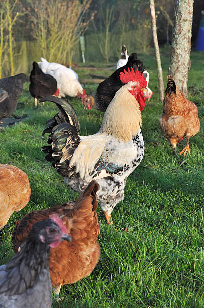 istock rooster among the hens 135707103