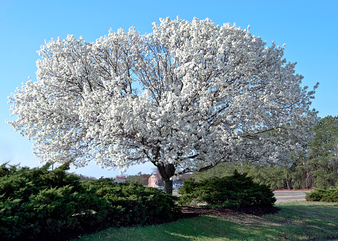 Full blooming Dogwood Tree in southern Virginia in the spring.  State flower of Virginia. Horizontal, nobody.