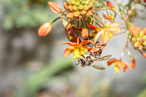 An orange-legged furrow bee gathers pollen from an apple tree flower in a summer garden.