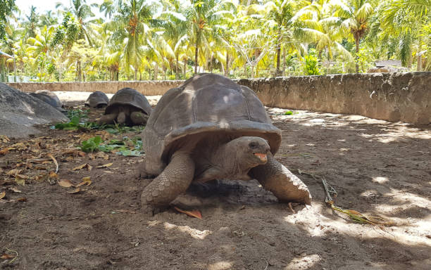 istock Aldabra Giant tortoise in Seychelles 1357073005