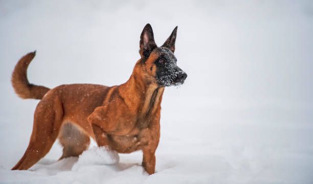 pastore belga malinois cane nella neve - belgian sheepdog foto e immagini stock