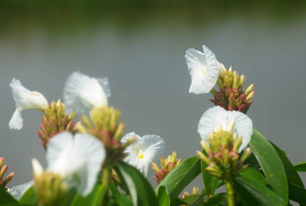 Group of white flowers in nature on blurry background.