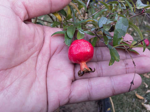 Closeup view of a small pomegranate fruit
