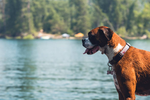 Boxer dog looking out on a lake