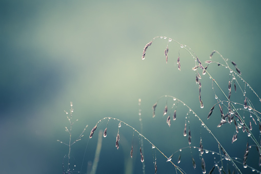 Green grass with morning dew in the forest. Macro image. Beautiful summer nature background