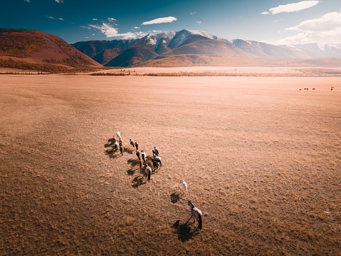 Horses running on the field in Altai mountains, Russia. Kurai steppe. Autumn landscape. Aerial drone view