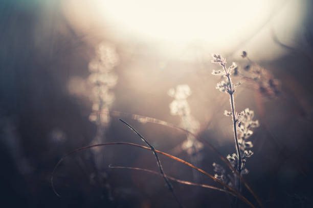 istock Dry autumn grasses in a forest at sunset. 1357075732