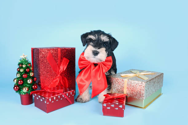 istock christmas dog card 1357076628