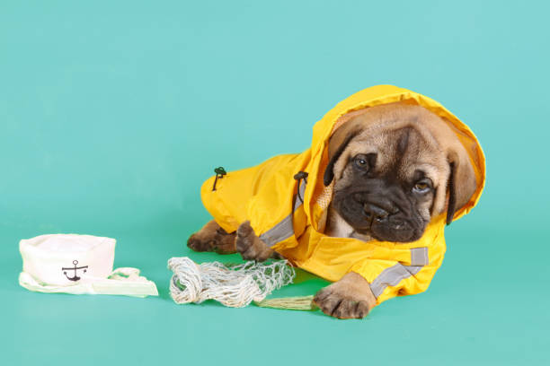 istock funny puppy bullmastiff 1357076663