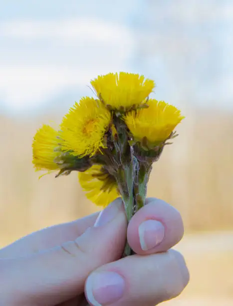 Mother-and-stepmother flowers. Bright yellow flowers. A small spring bouquet in a hand