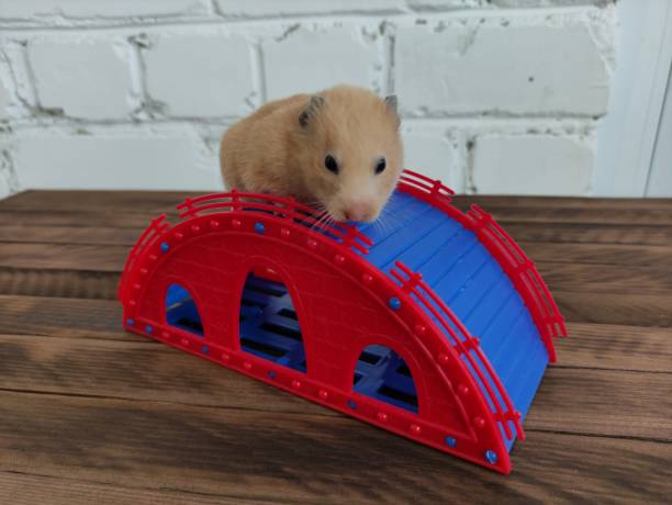 나무 배경에 슬라이드에 햄스터 - rodent hamster small apartment 뉴스 사진 이미지