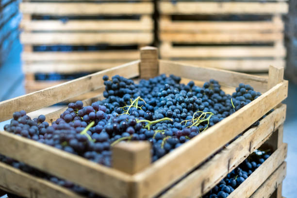 istock Ripe grapes in wooden boxes in local farm 1357084872