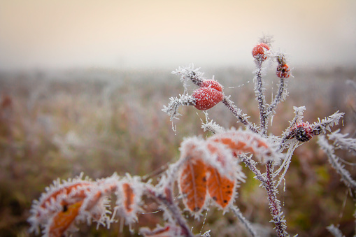 Icy frost covered a branch of rose hips with red fruits at dawn in a foggy autumn field