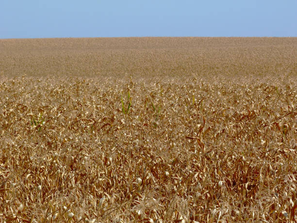 istock corn field in the fall. rusty brown color dry plants. clear blue sky 1357087225
