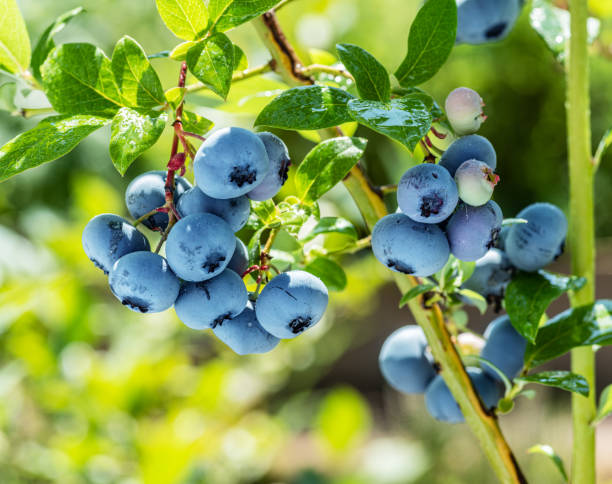 istock Ripe blueberries (bilberry) on a blueberry bush on a nature background. 1357087312