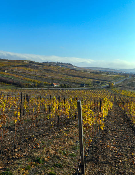 istock Vineyard next to Tokaj city 1357088135