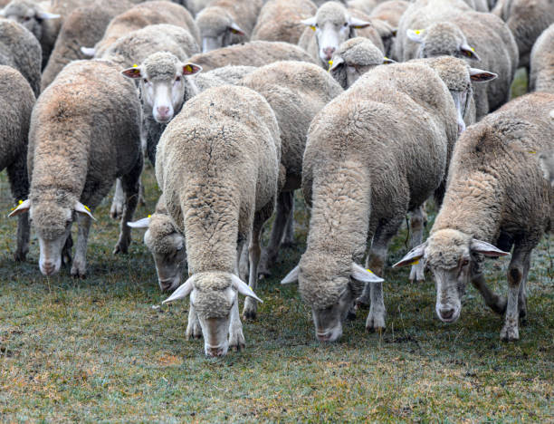 istock Sheep grazing at Hortobagy 1357089288