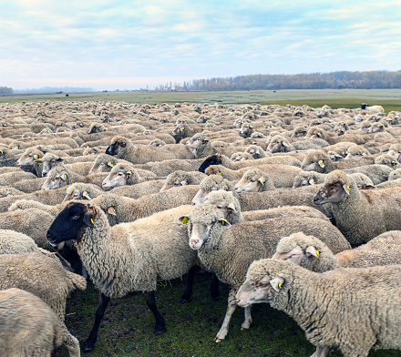Sheep grazing at Hortobagy