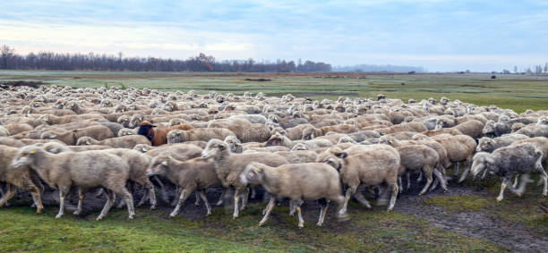 istock Sheep grazing at Hortobagy 1357089341