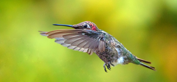 Hummingbird hovering with outstretched wings in Ventura California United States