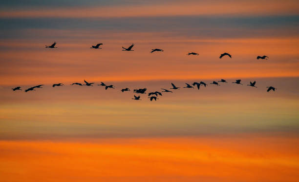 istock Crane birds flying in the sky 1357090706