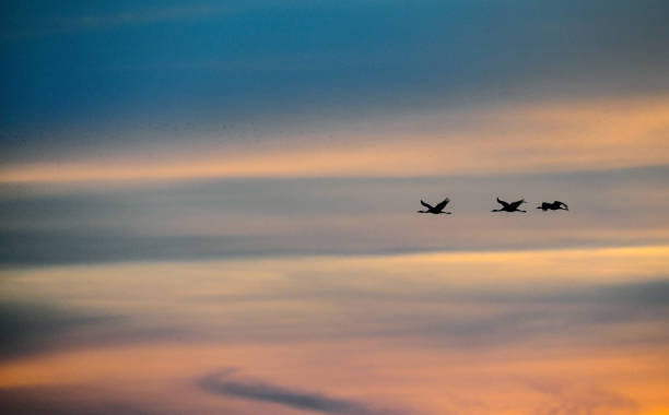 istock Crane birds flying in the sky 1357090719