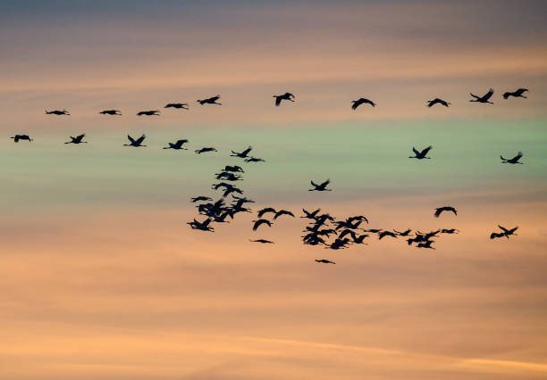 istock Crane birds flying in the sky 1357090729