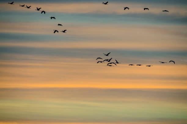 istock Crane birds flying in the sky 1357090730