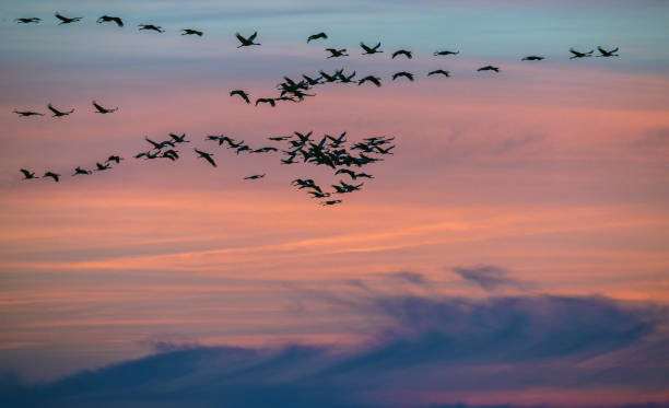 istock Crane birds flying in the sky 1357090732