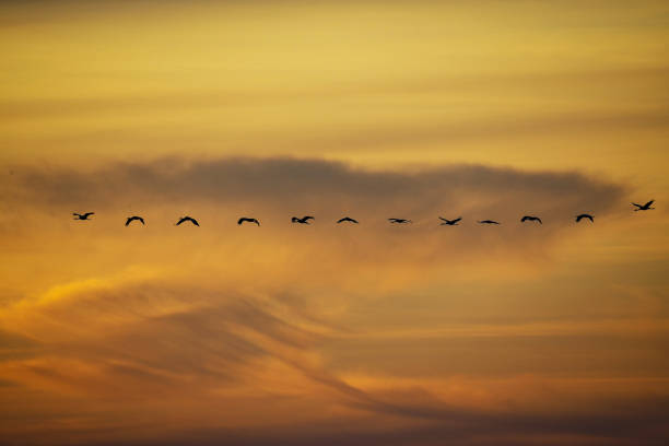 istock Crane birds flying in the sky 1357090734