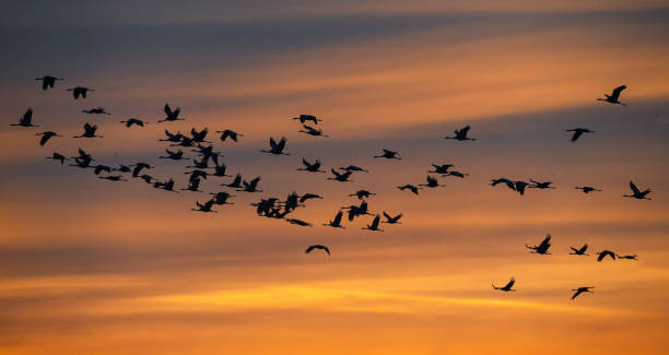 istock Crane birds flying in the sky 1357090737