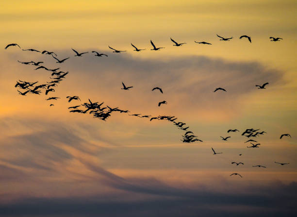 istock Crane birds flying in the sky 1357090745