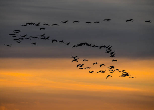 istock Crane birds flying in the sky 1357090761