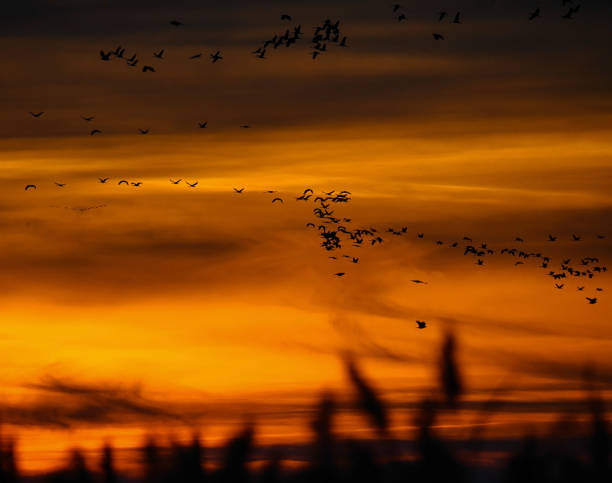 istock Crane birds flying in the sky 1357090779