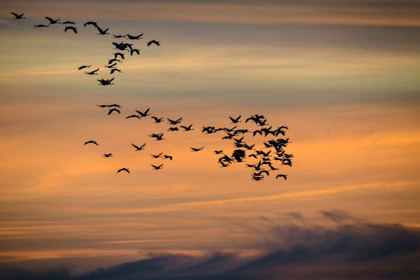 istock Crane birds flying in the sky 1357090782