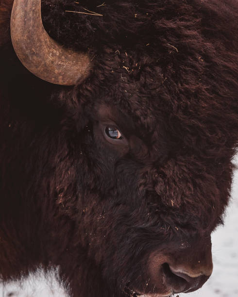 istock Bull 's eye close - up . 1357091864