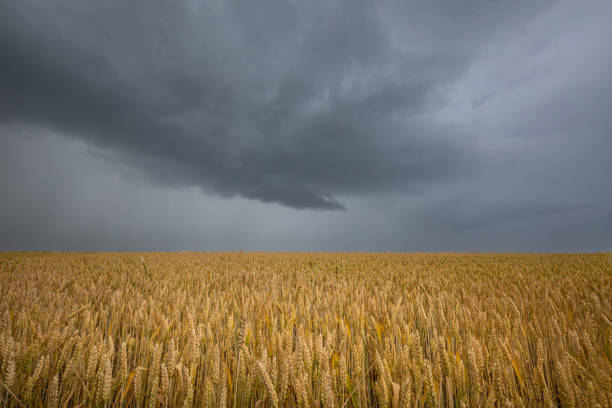 istock A stormy sky over a golden wheat field. Summer scenery with farm fields in sunlight in front of dramatic rainy clouds. 1357097264