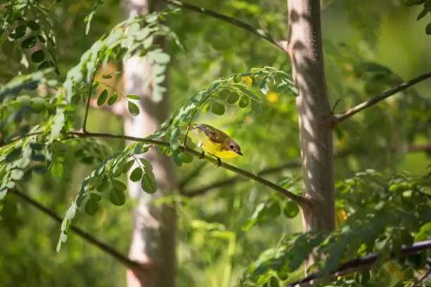 Philippine rural Fauna