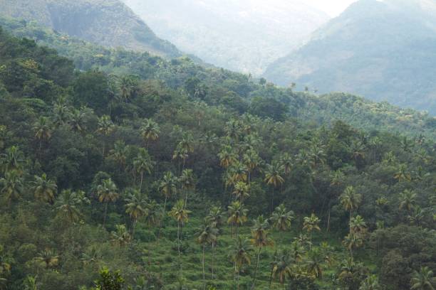 istock hillside with coconut plantation 1357097454