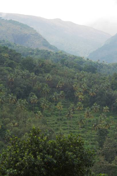 istock hillside with coconut plantation 1357097458