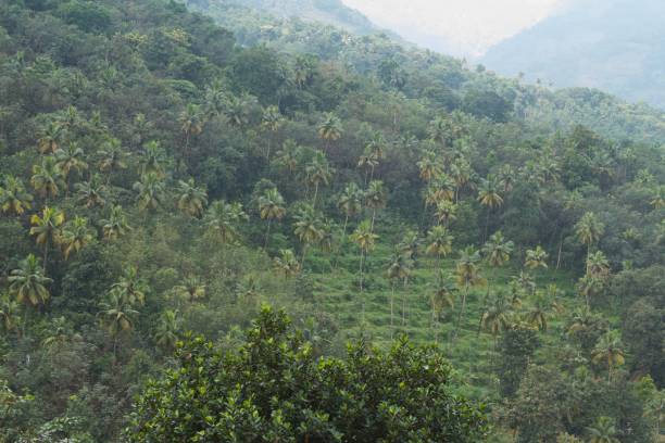 istock hillside with coconut plantation 1357097471