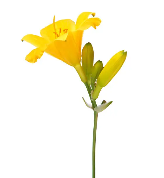 ellow flower of Reblooming Daylily plant isolated on white, Hemerocallis Stella de Oro