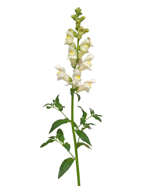 fleur de snapdragon isolée sur blanc, antirrhinum majus - snapdragon photos et images de collection