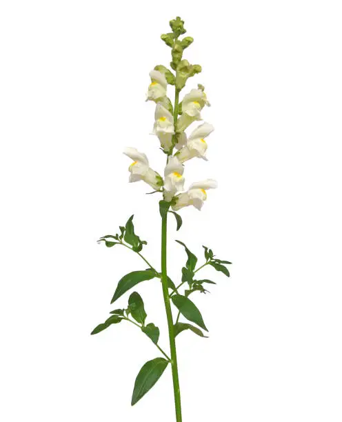 Snapdragon flower isolated on white background, Antirrhinum majus