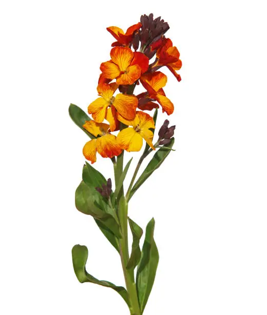 Yellow red flower of Wallflower plant isolated on white, Erysimum cheiri