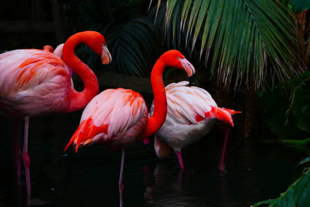 istock The flamingos, Phoenix park, Nice 1357097836