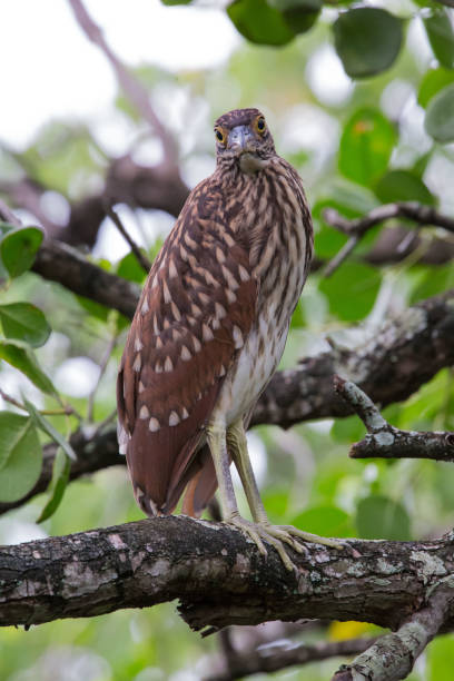 istock RUFOUS NIGHT HERON, Juvenile discovered you 1357098051