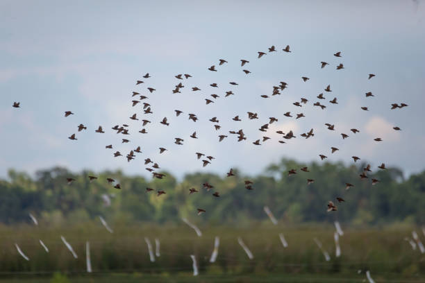 istock Flock of birds Chestnut Munia in flight over rice fields 1357098136