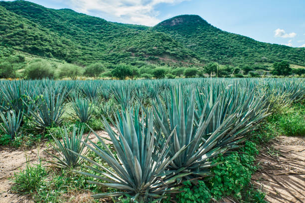 Blue agave plantation in the field to make tequila concept tequila industry stock photo